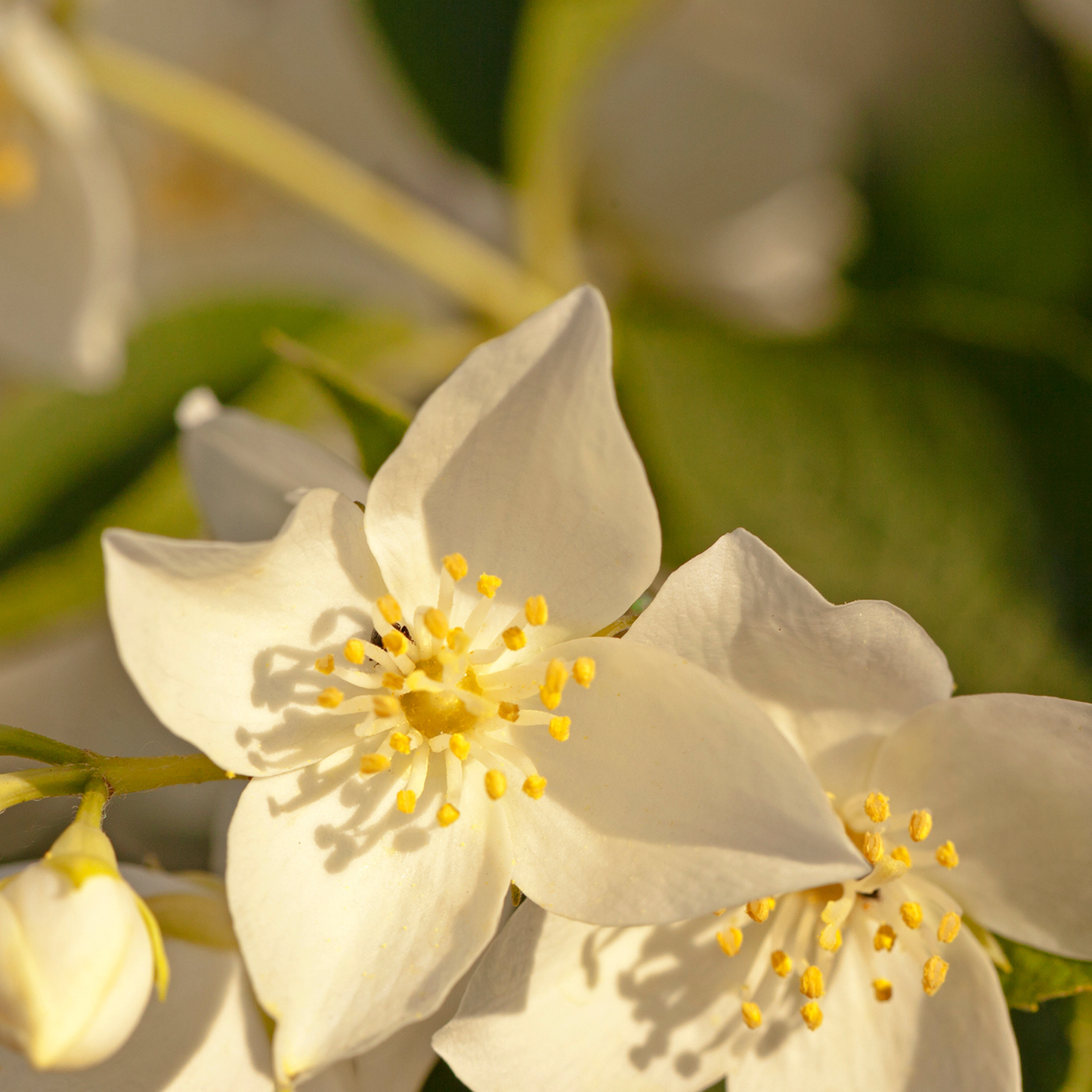 Jasmine Aromatherapy Perfume Oil | Limited Edition